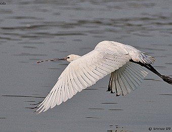 Animali 385